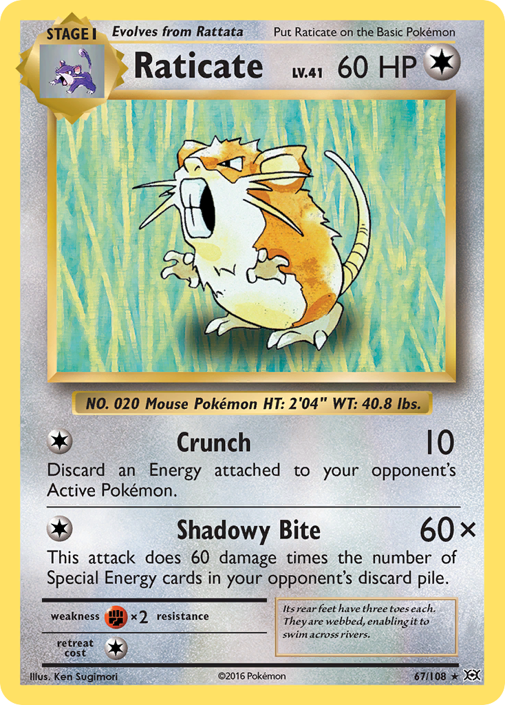 Raticate (67/108) [XY: Evolutions] - The Mythic Store | 24h Order Processing